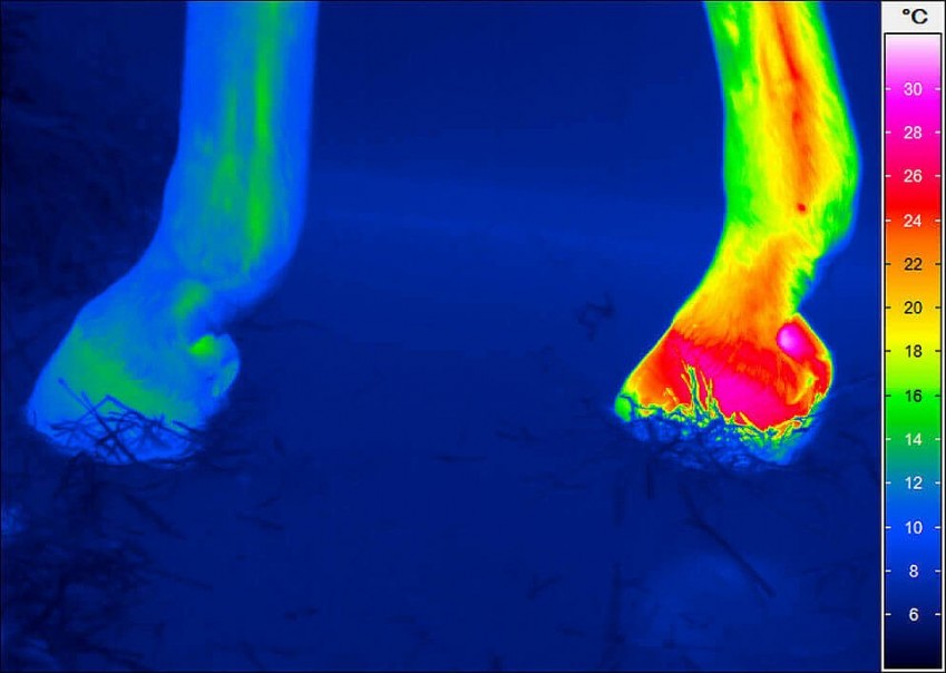 Термограмма копыт